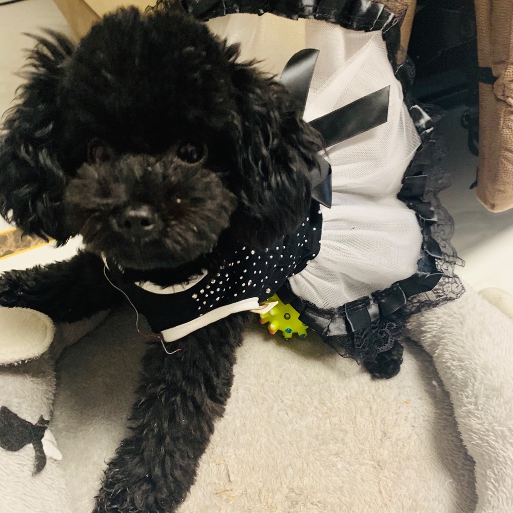 Pet dresses set - Picture 3 of 4